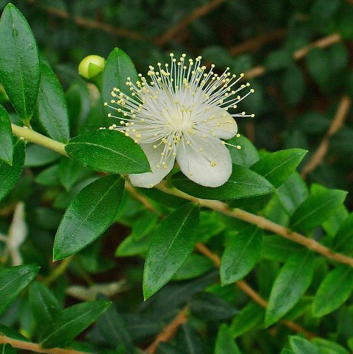 Green Myrtle Oil 5